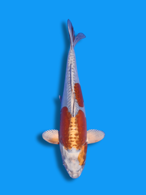 Doitsu Kogane Ochiba | Koi&Co.